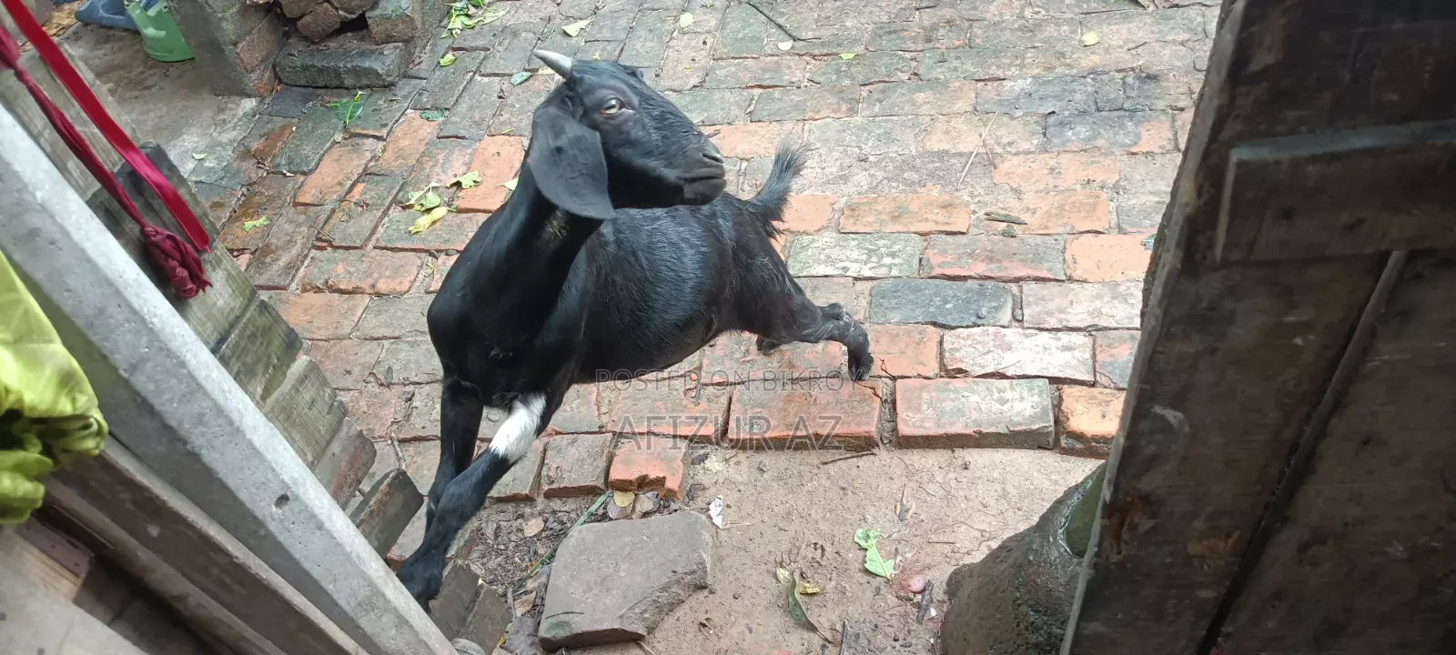 দুইটি ছাগল বিক্রি হবে