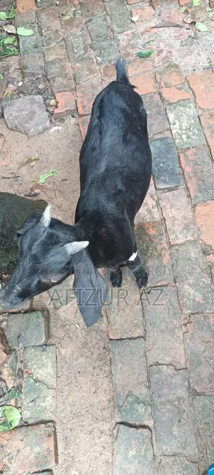 দুইটি ছাগল বিক্রি হবে