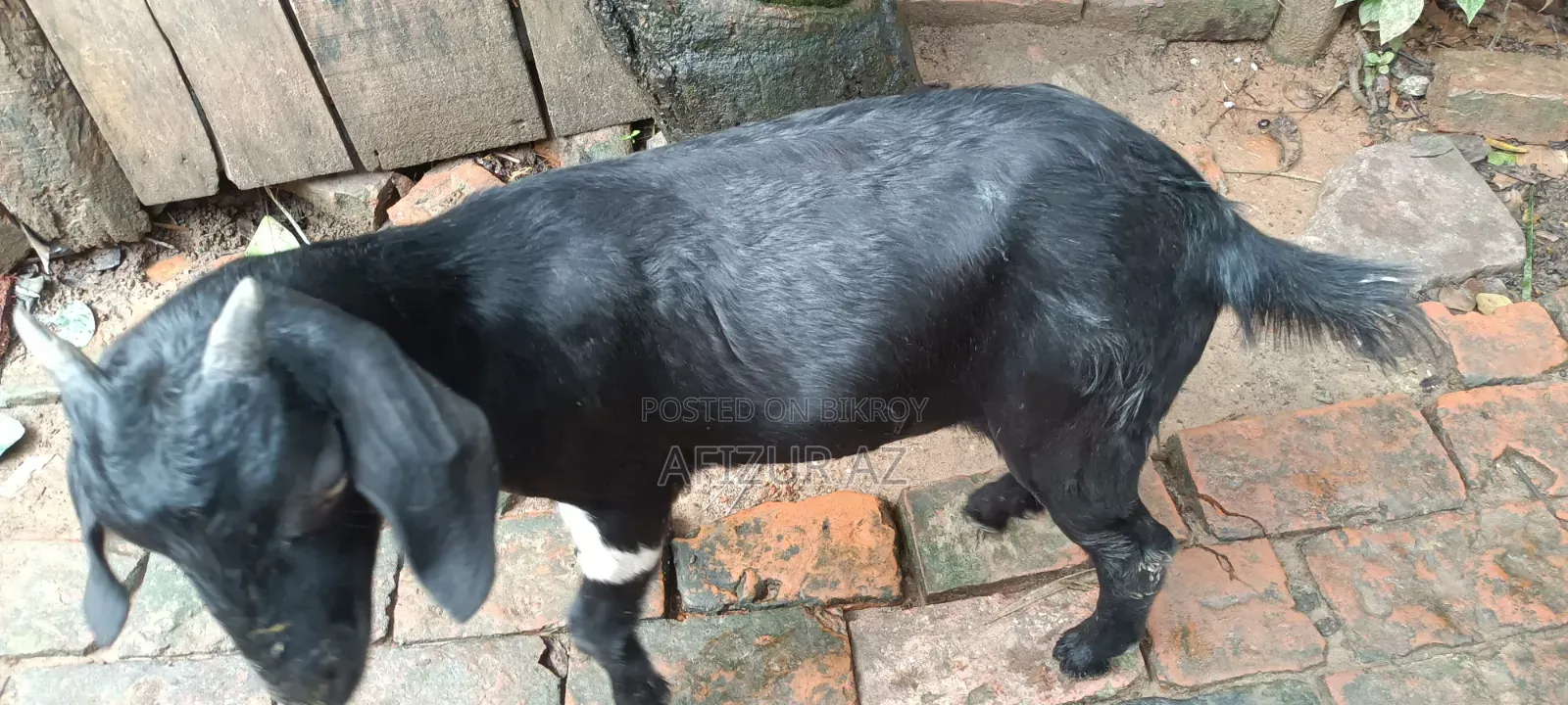 দুইটি ছাগল বিক্রি হবে