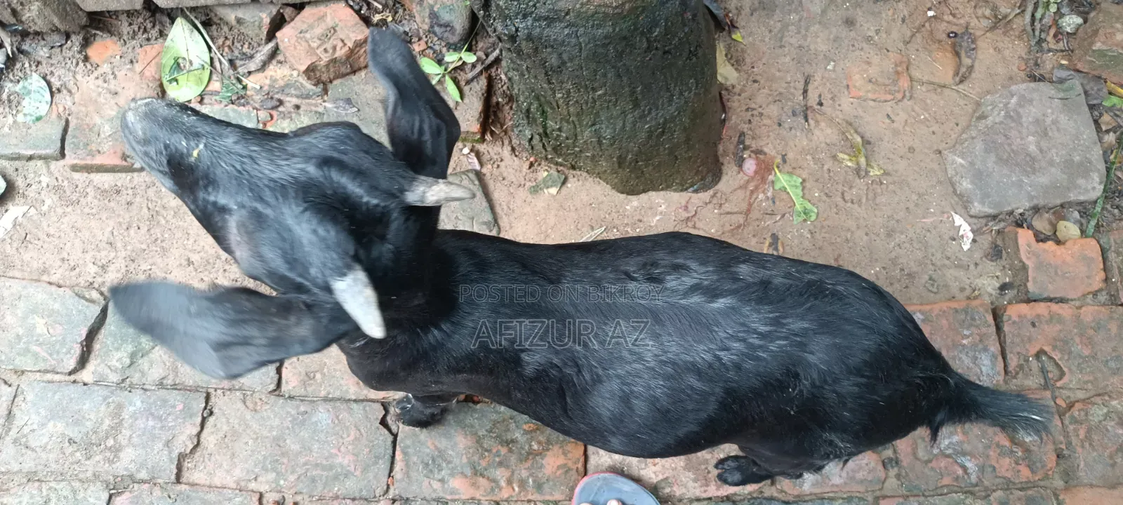 দুইটি ছাগল বিক্রি হবে