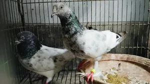 গিরিবাজ কবুতর ১ জোড়া।