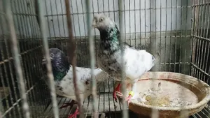 গিরিবাজ কবুতর ১ জোড়া।