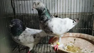 গিরিবাজ কবুতর ১ জোড়া।