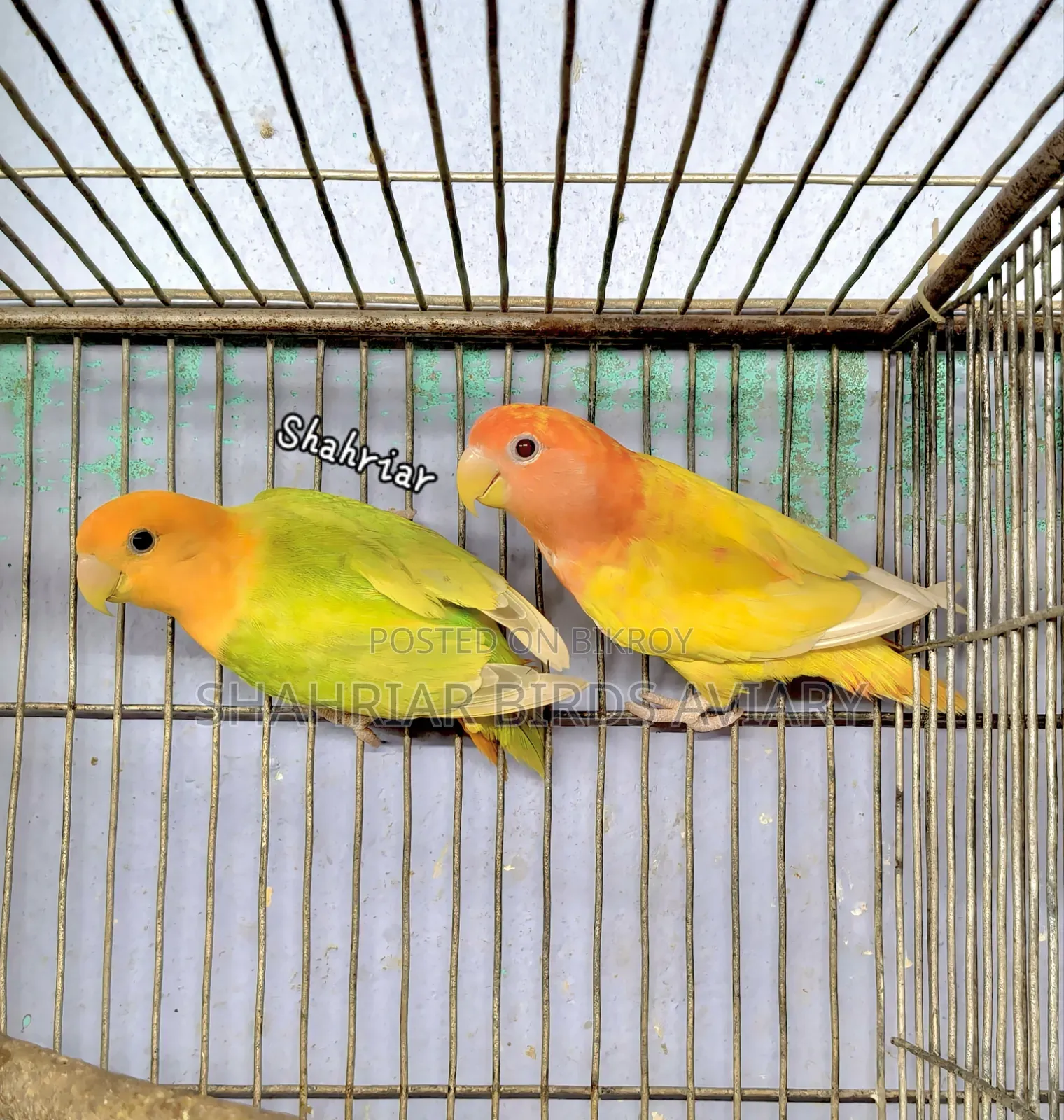 লাভবার্ড পাখি
