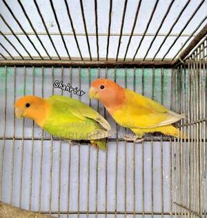 লাভবার্ড পাখি