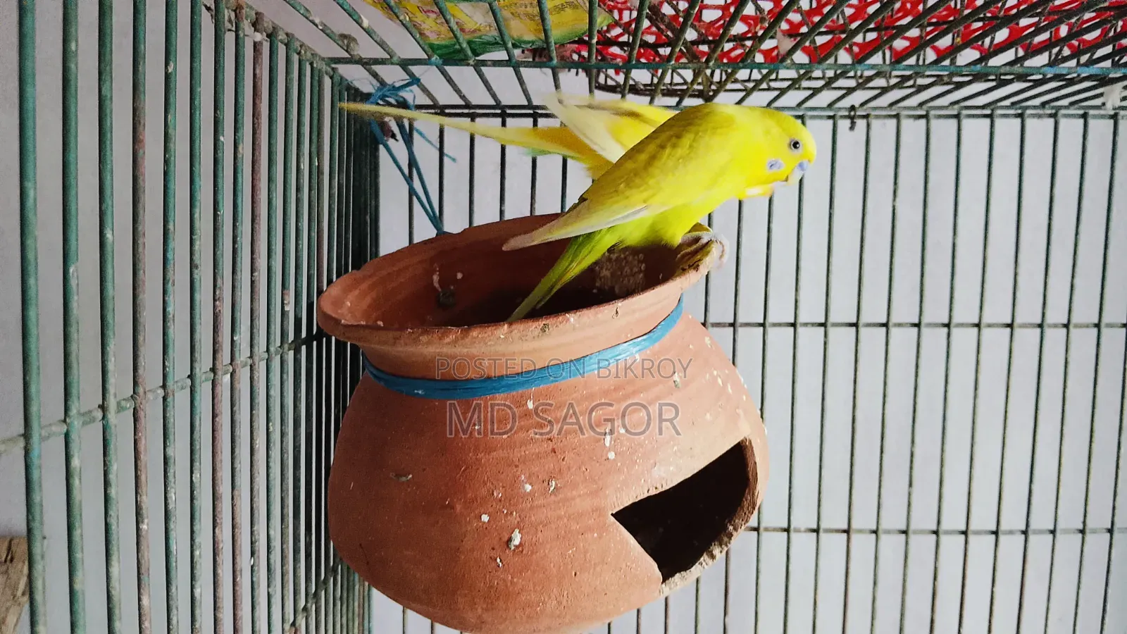 বাজরিগার ১ জোড়া