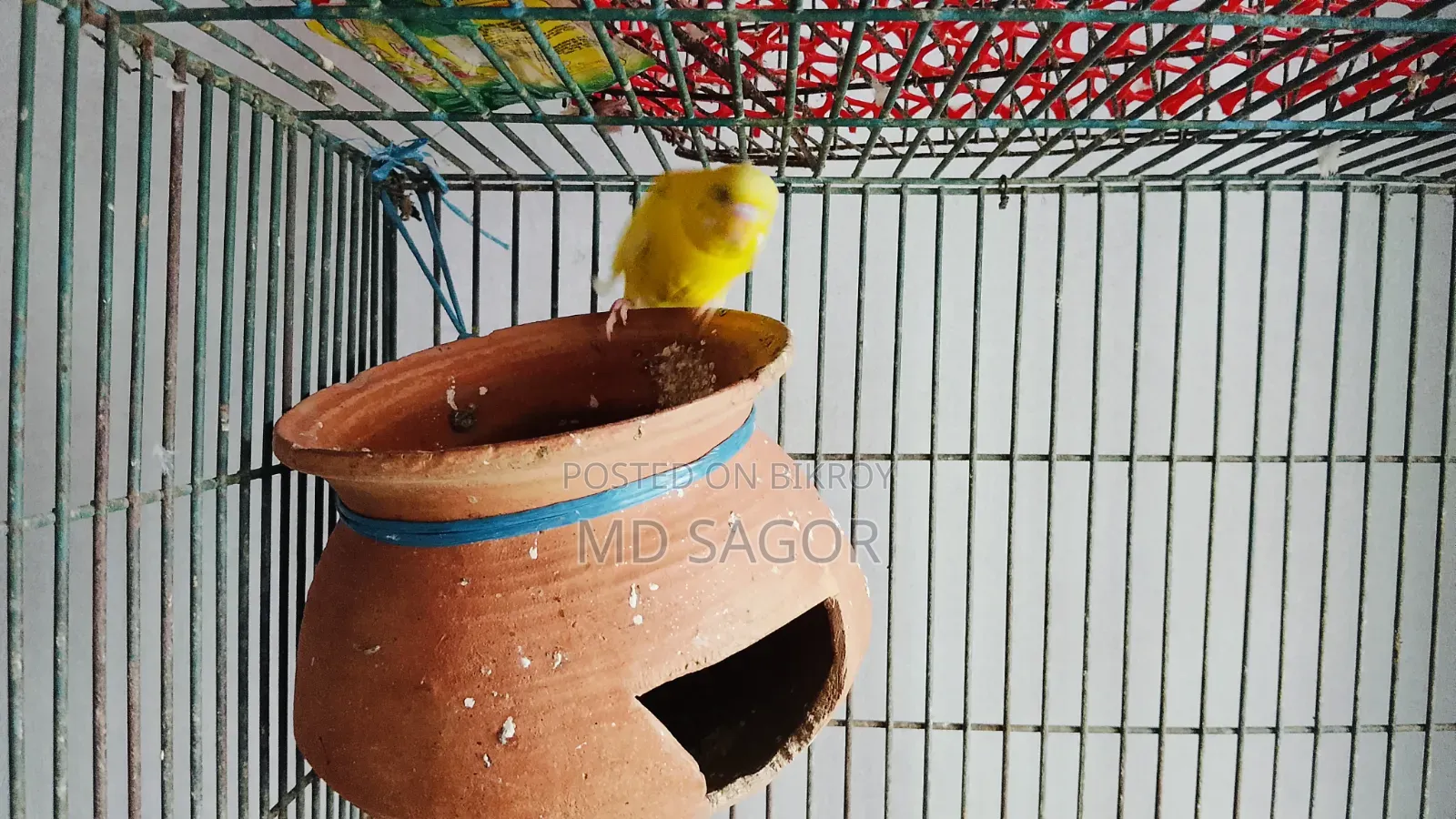 বাজরিগার ১ জোড়া