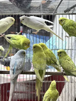 Budgerigar New Adult