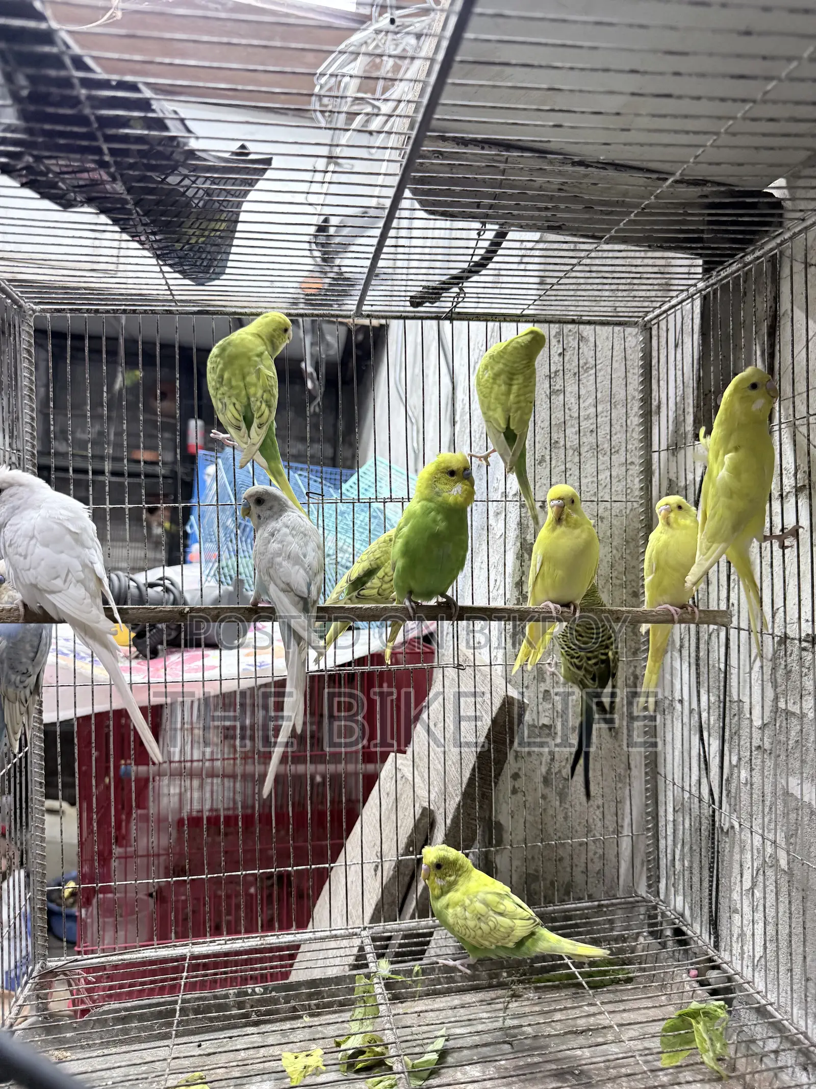 Budgerigar New Adult