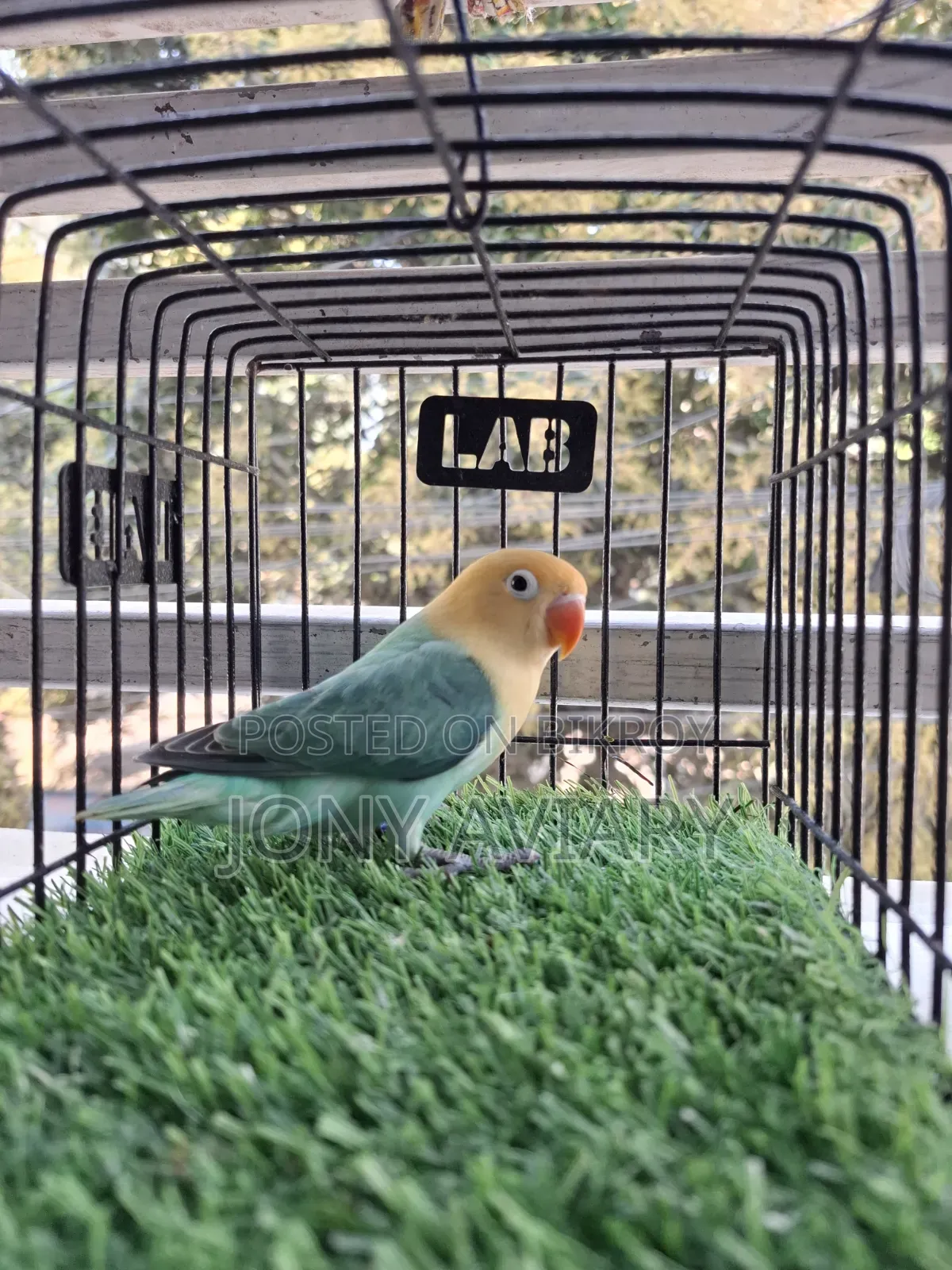 Cobalt Violet Parblue Opaline Split Pallid Female
