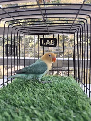 Cobalt Violet Parblue Opaline Split Pallid Female