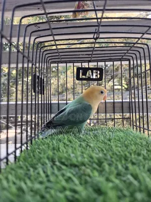 Cobalt Violet Parblue Opaline Split Pallid Female