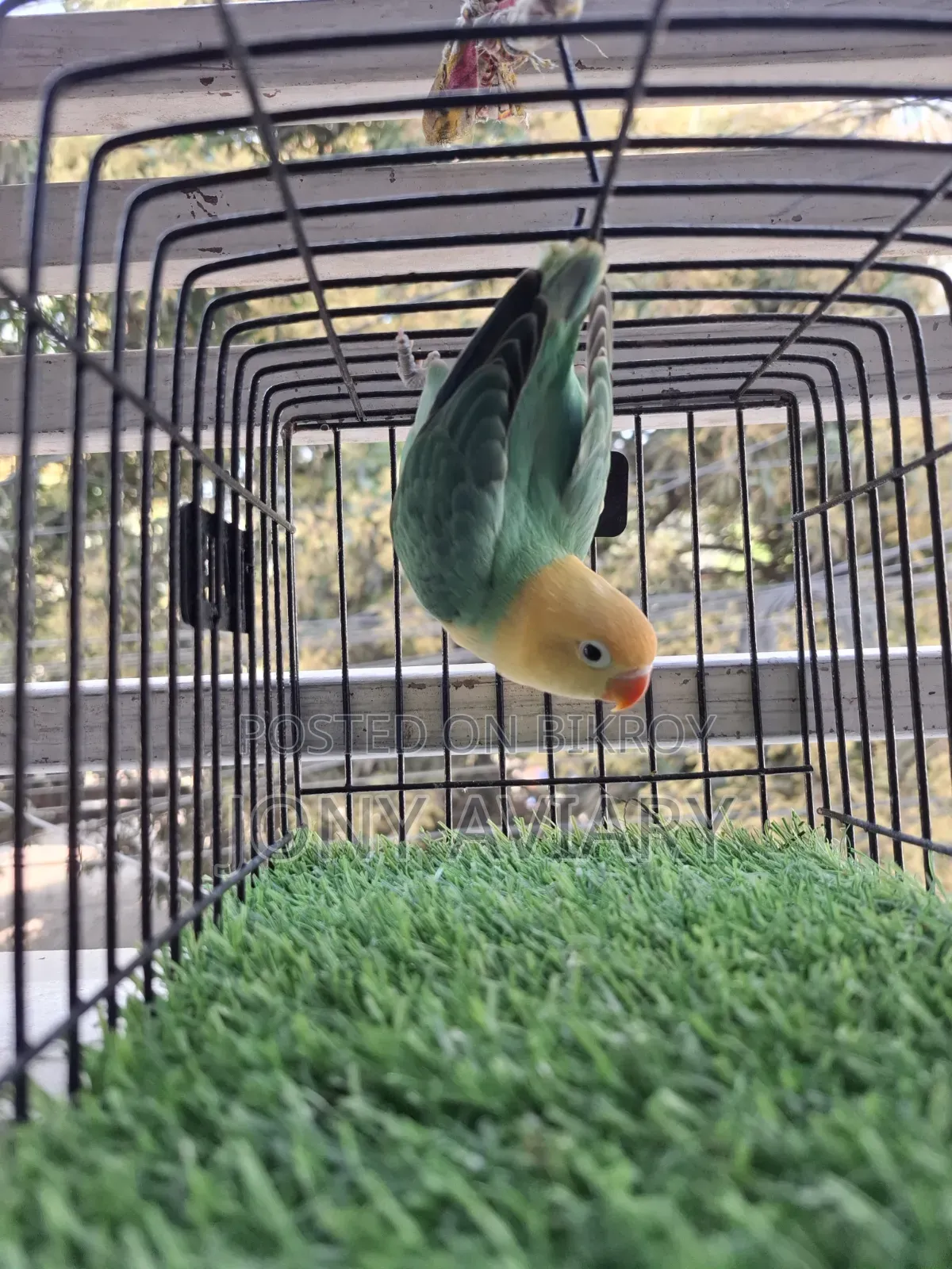 Cobalt Violet Parblue Opaline Split Pallid Female