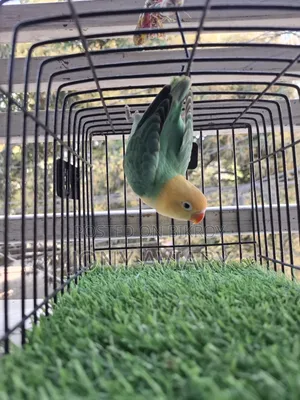 Cobalt Violet Parblue Opaline Split Pallid Female
