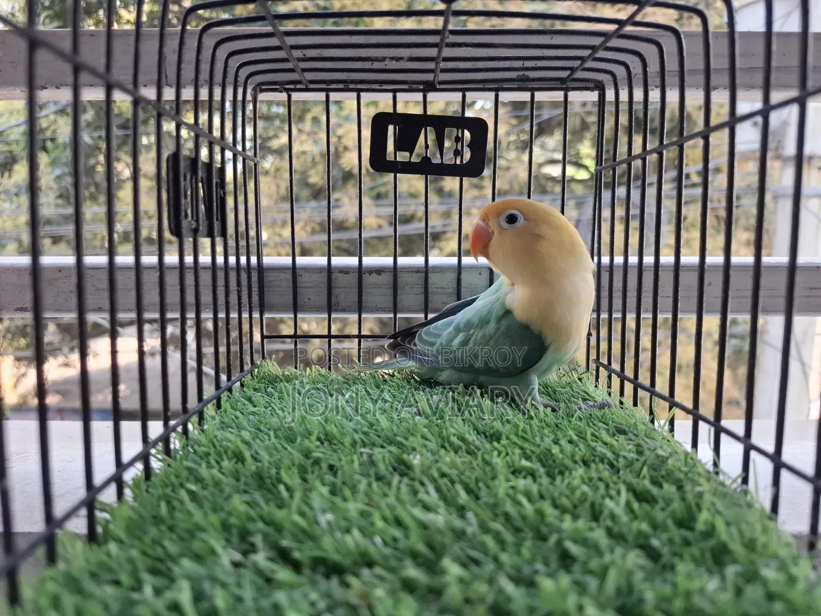 Cobalt Violet Parblue Opaline Split Pallid Female