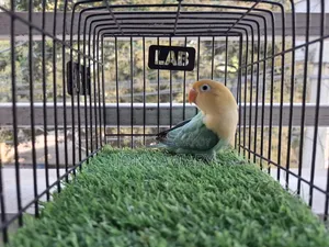 Cobalt Violet Parblue Opaline Split Pallid Female