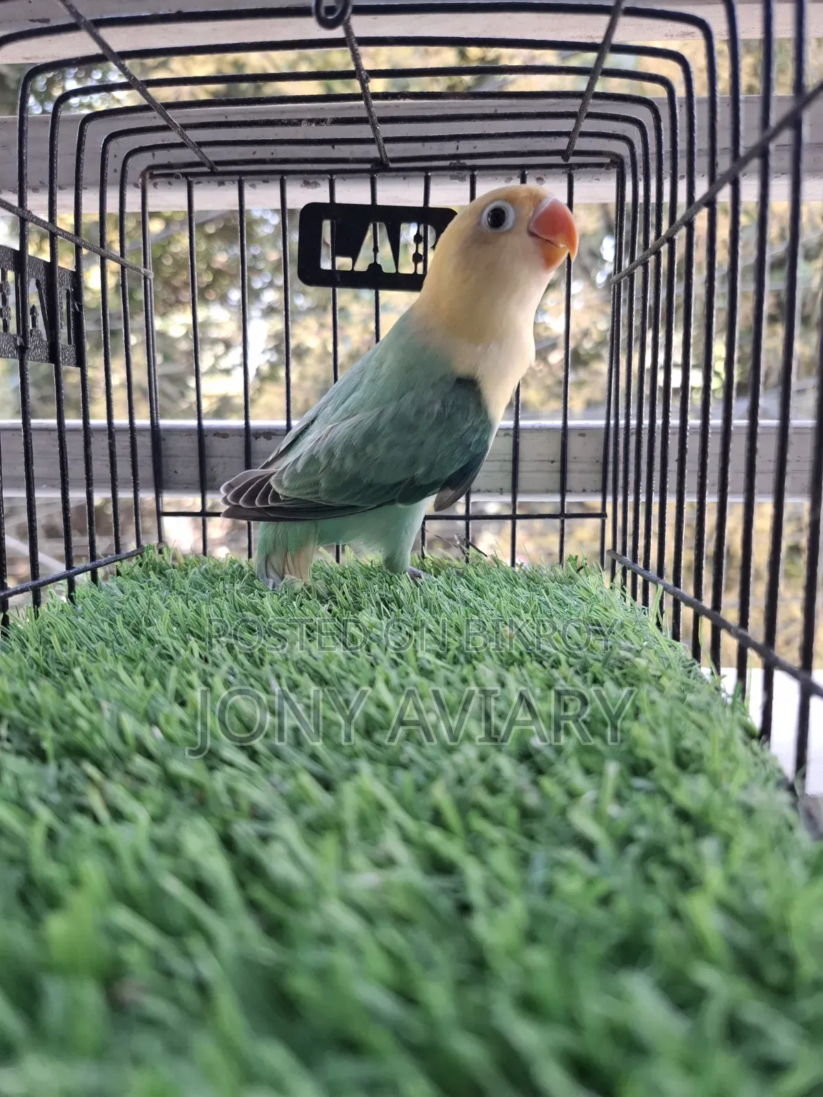 Cobalt Violet Parblue Opaline Split Pallid Female