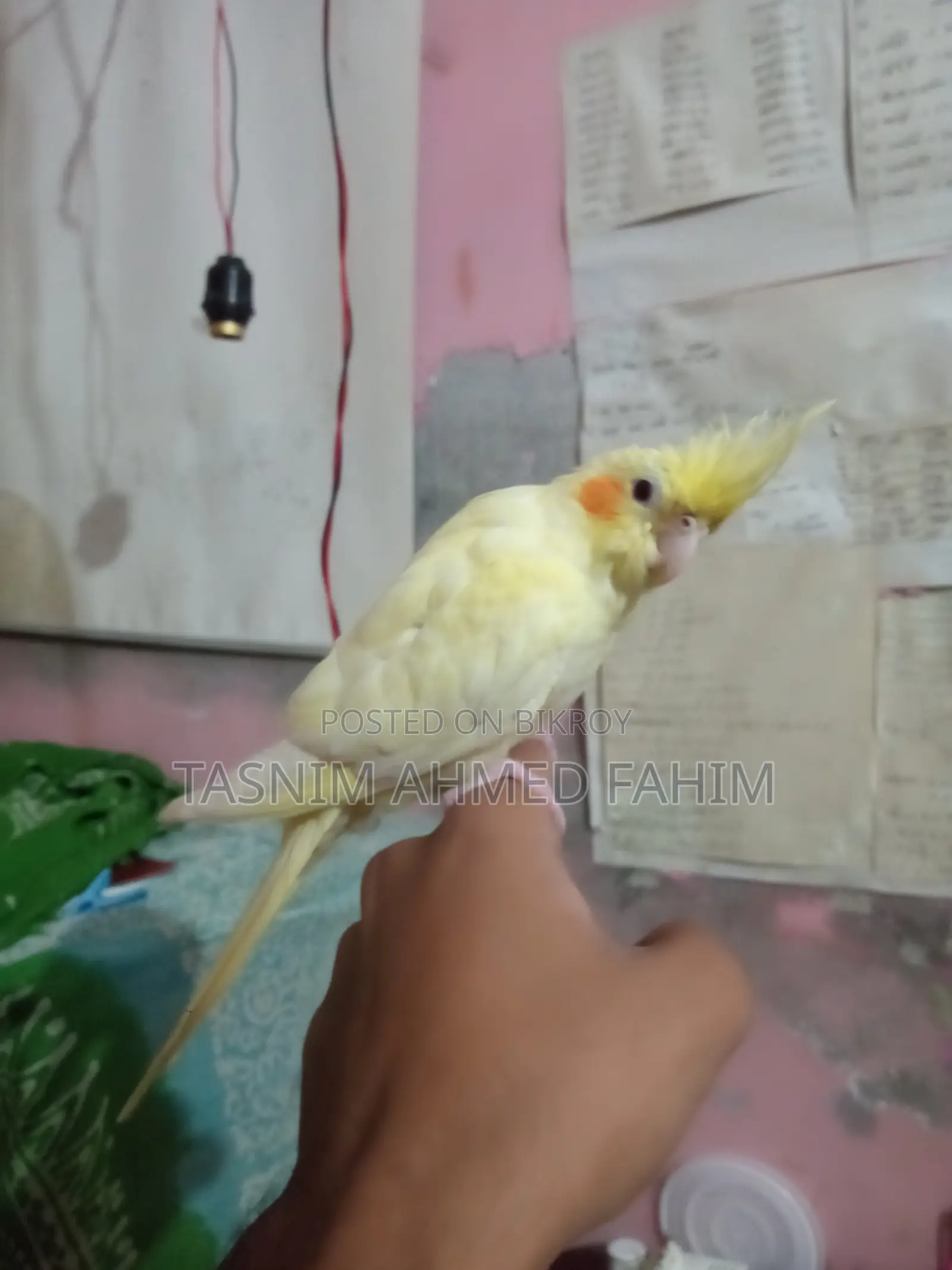 For Sale. Red Eye Heavy Pearl Cockatiel Bird