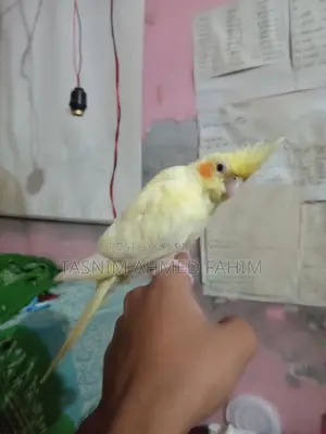 For Sale. Red Eye Heavy Pearl Cockatiel Bird