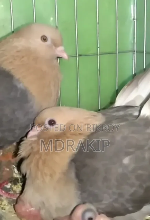 সোয়া চন্দন কবুতর মেল বিক্রয় করা হবে