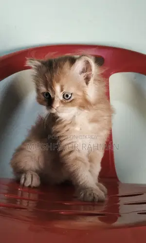 1-3 Months Female Purebred Persian