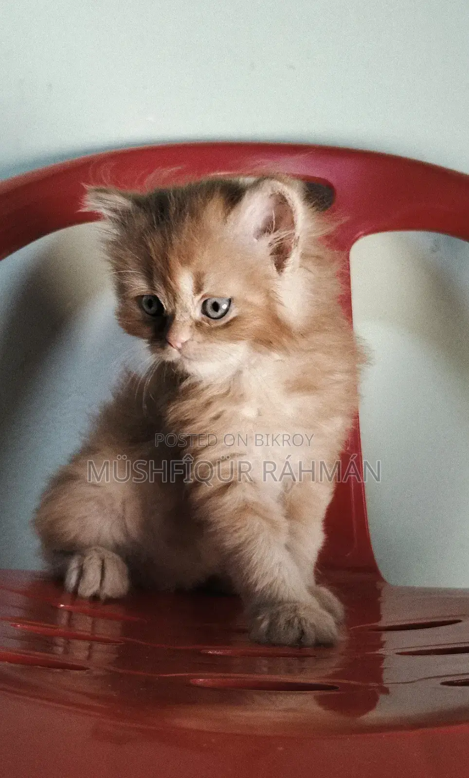 1-3 Months Female Purebred Persian