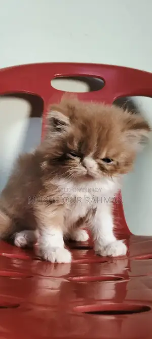 1-3 Months Female Purebred Persian
