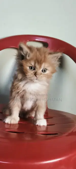 1-3 Months Female Purebred Persian