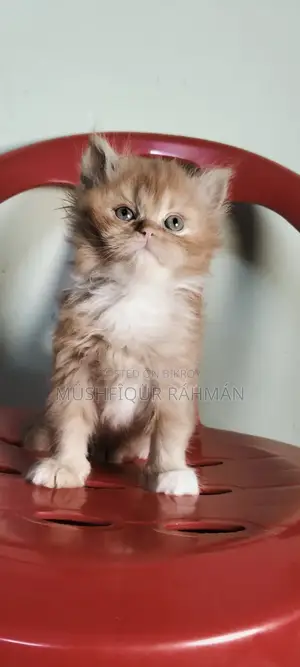 1-3 Months Female Purebred Persian