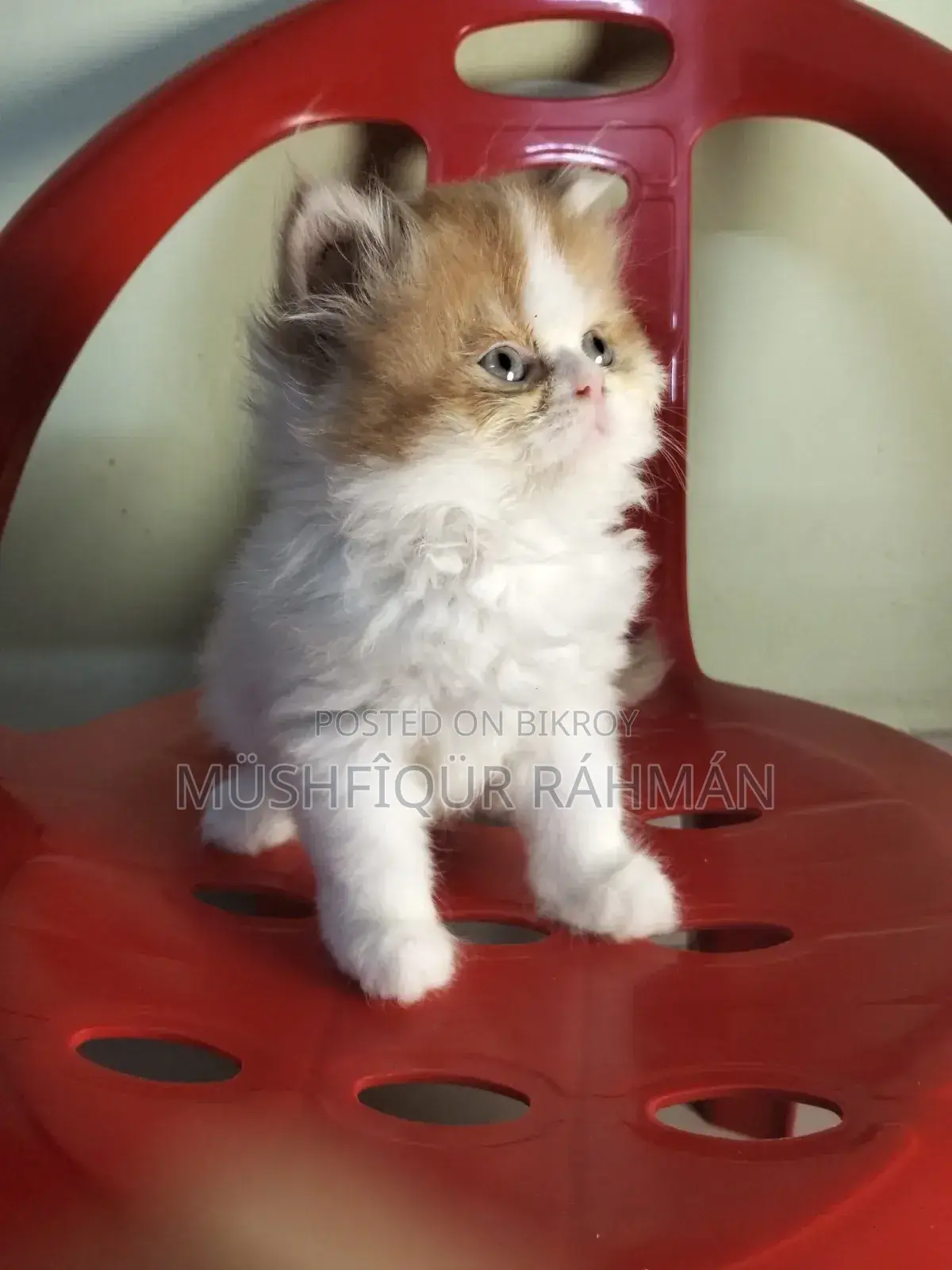 1-3 Months Female Purebred Persian