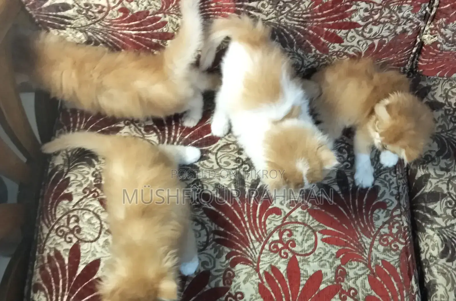 1-3 Months Female Purebred Persian