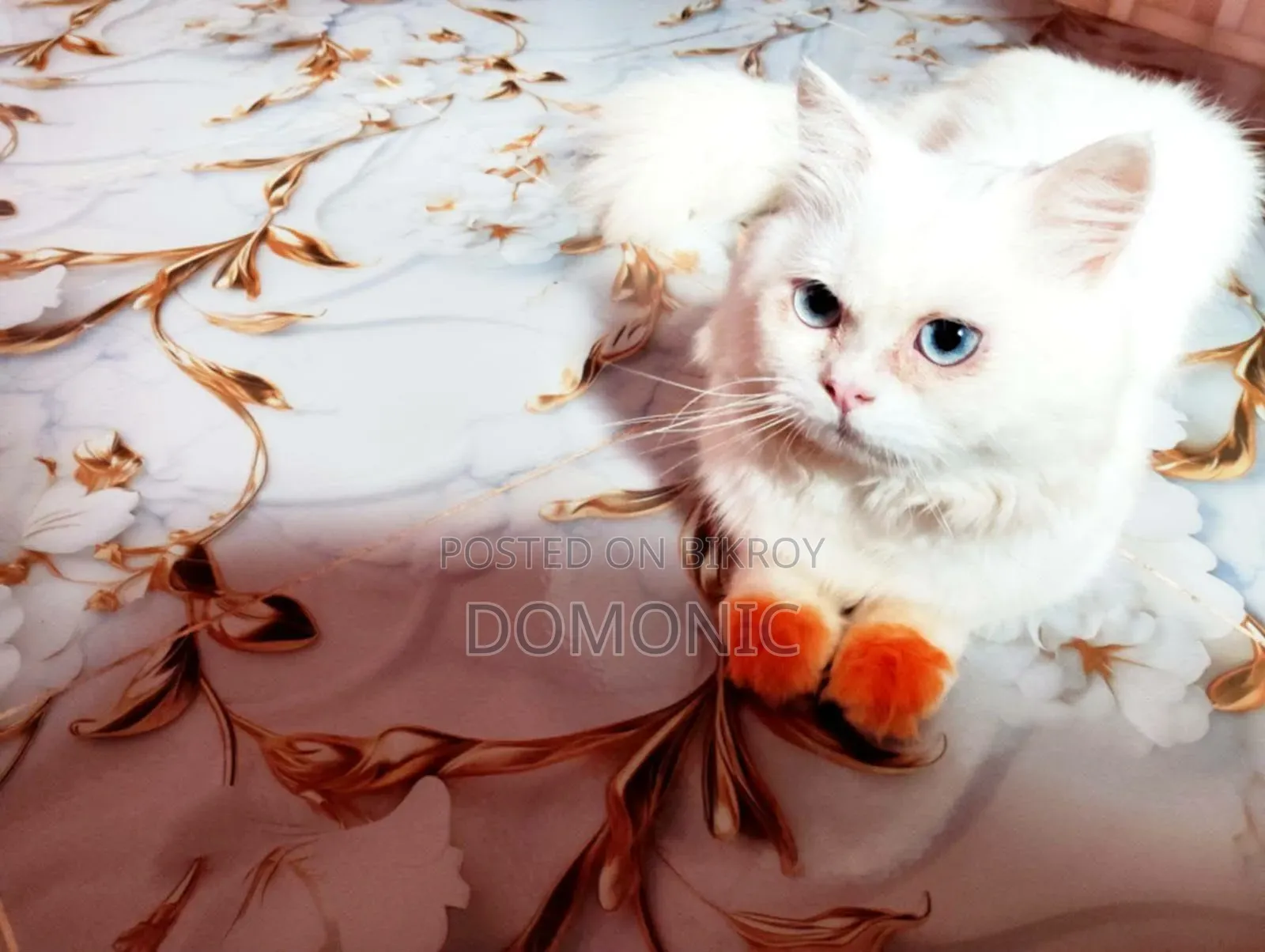 6-12 Months Male Purebred Persian
