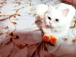 6-12 Months Male Purebred Persian