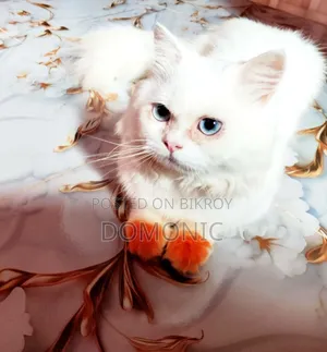 6-12 Months Male Purebred Persian