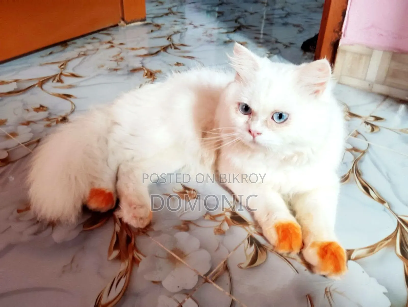 6-12 Months Male Purebred Persian