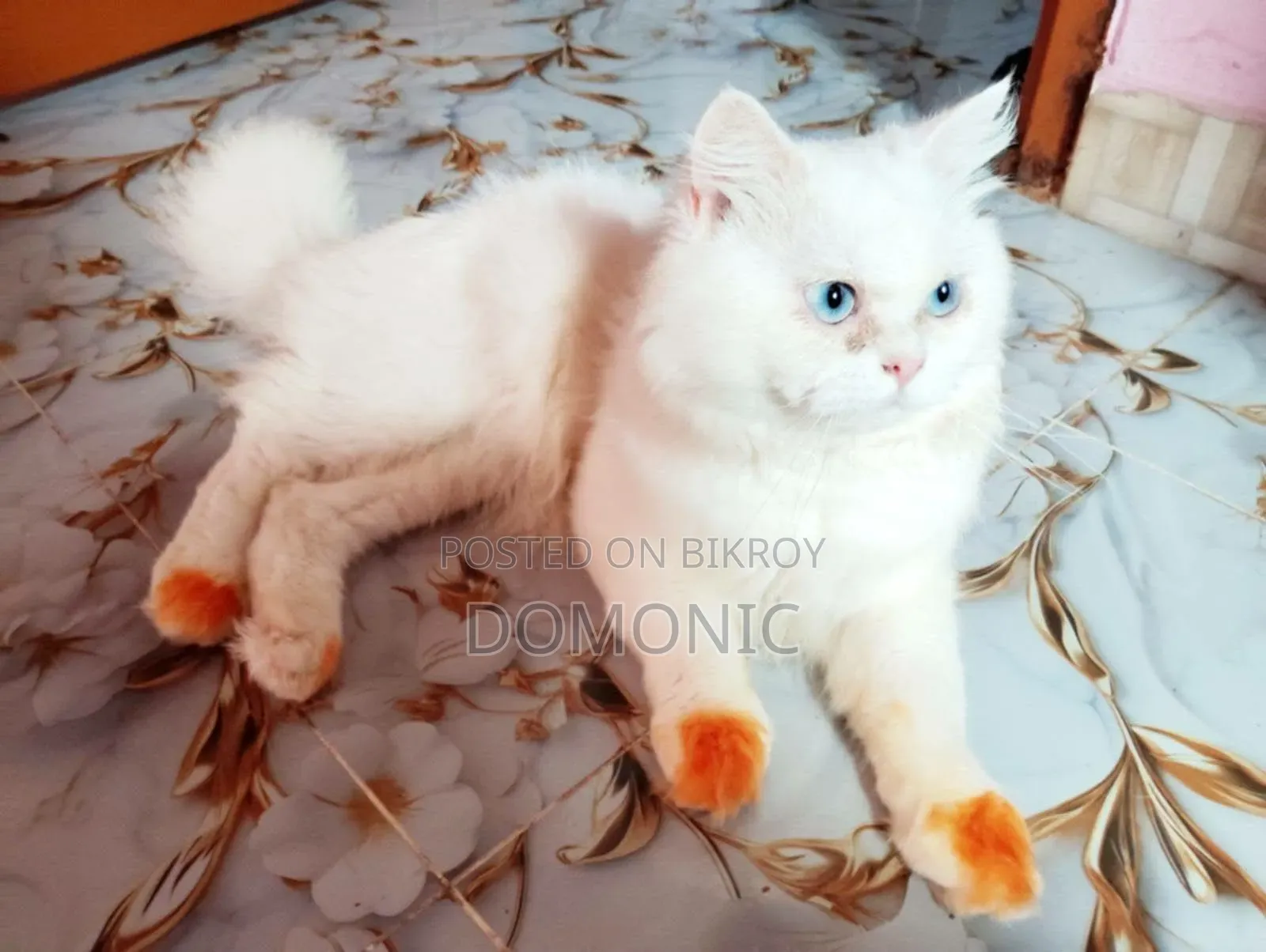 6-12 Months Male Purebred Persian