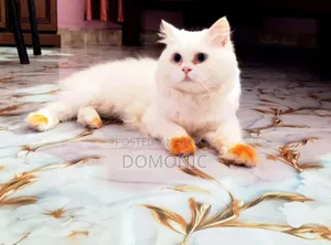 6-12 Months Male Purebred Persian