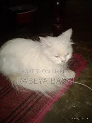 3-6 Months Female Purebred Persian