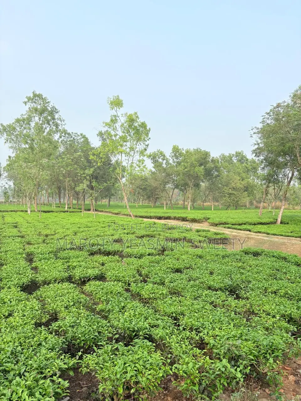 জমি বিক্রয়
