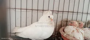 One Bombay Female Pigeon for Sale
