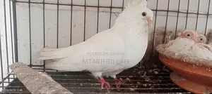 One Bombay Female Pigeon for Sale