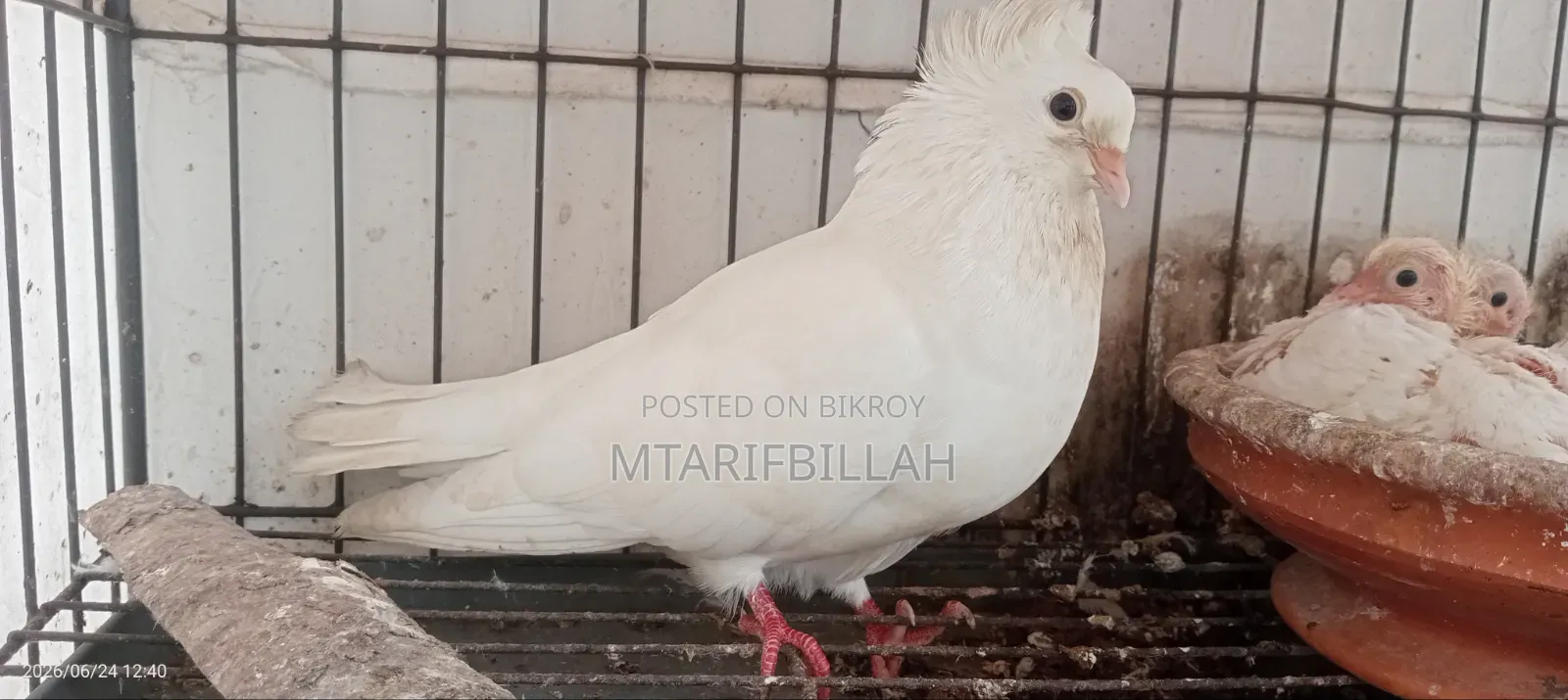 One Bombay Female Pigeon for Sale