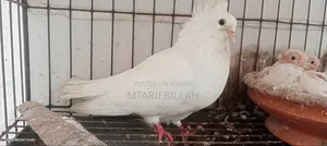 One Bombay Female Pigeon for Sale