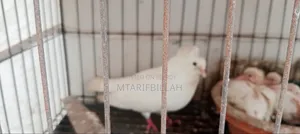 One Bombay Female Pigeon for Sale