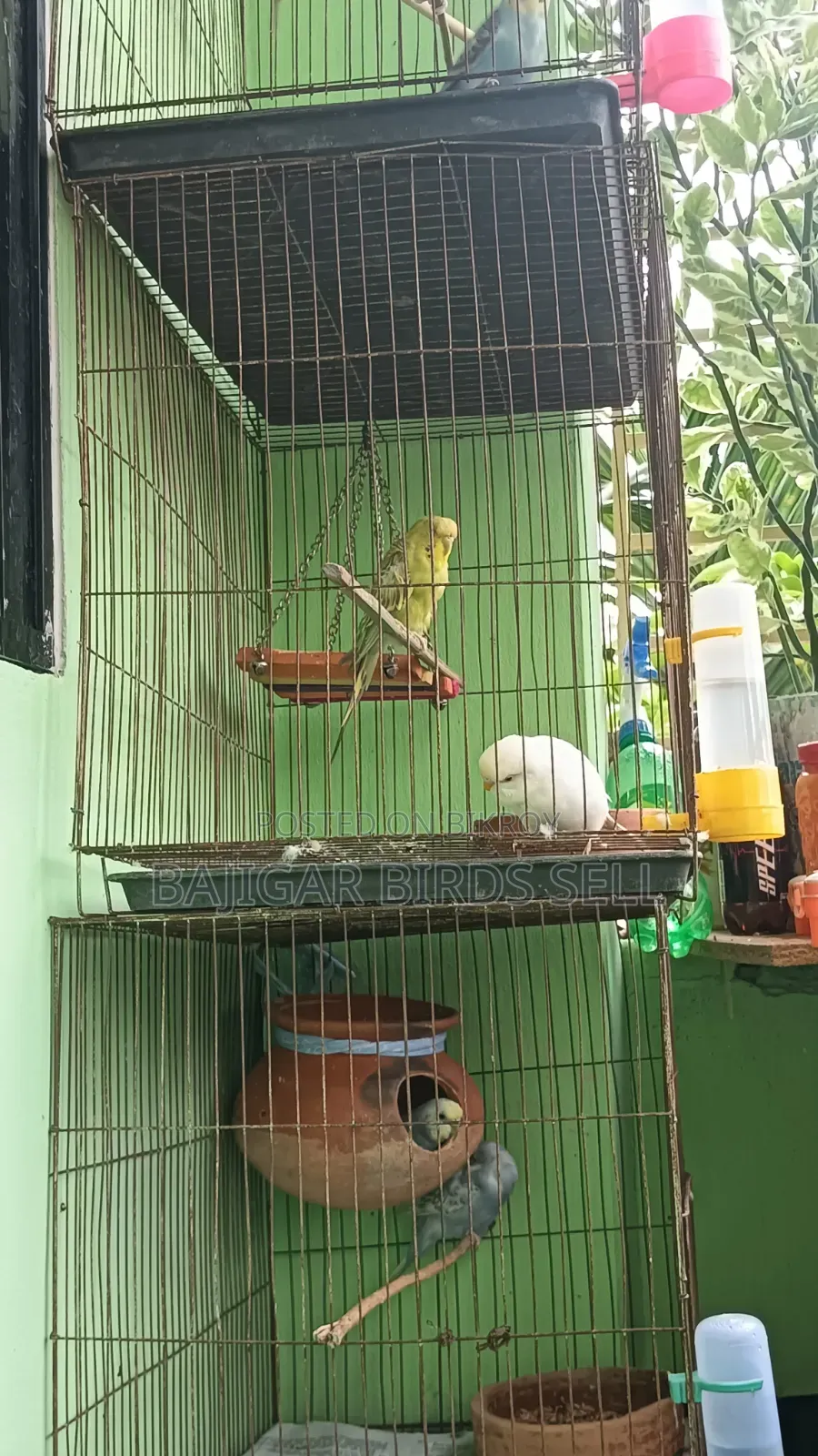 রানিং বাজিগর জোড়া