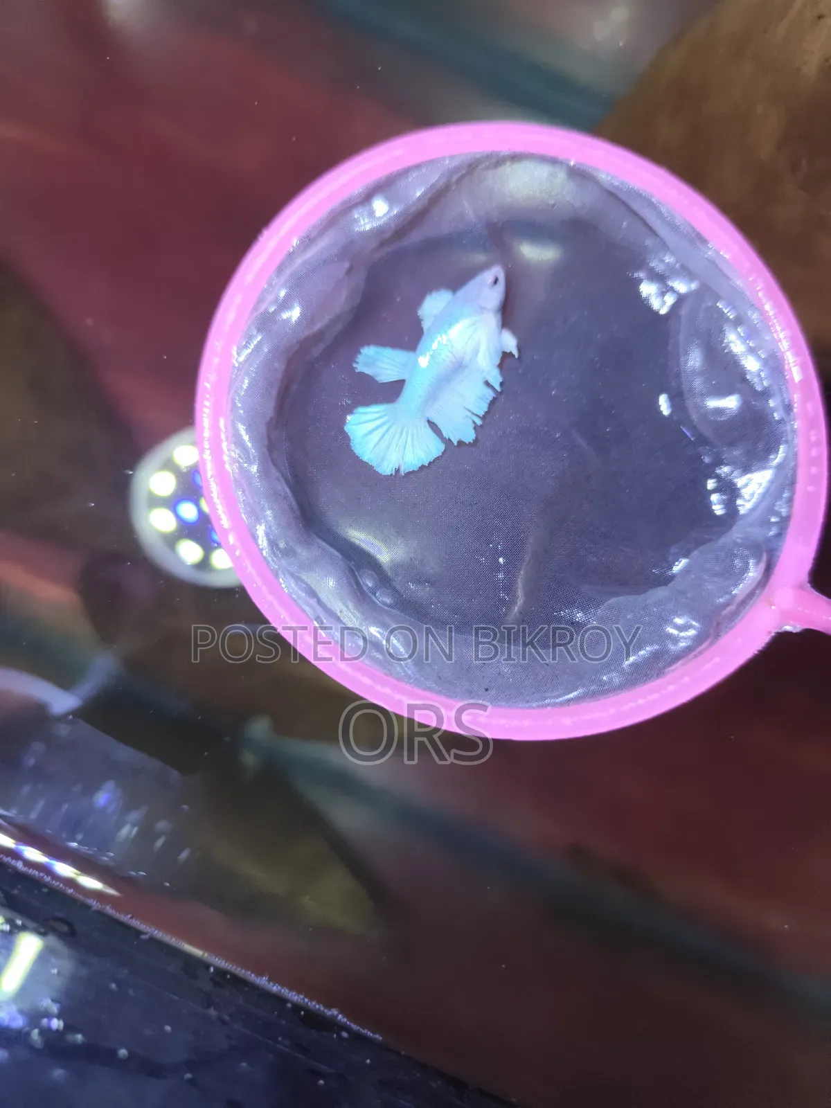 হাফ মুন ডাম্বো ইয়ার