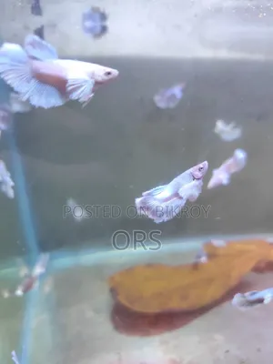 হাফ মুন ডাম্বো ইয়ার