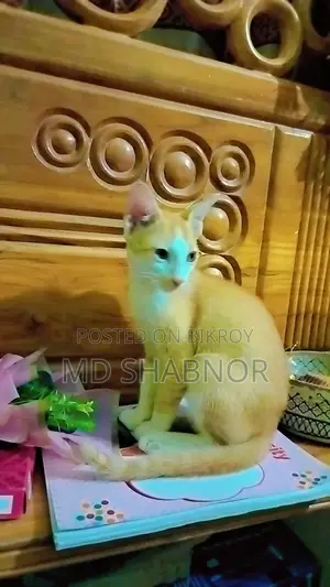 1-3 Months Female Mixed Breed Bengal