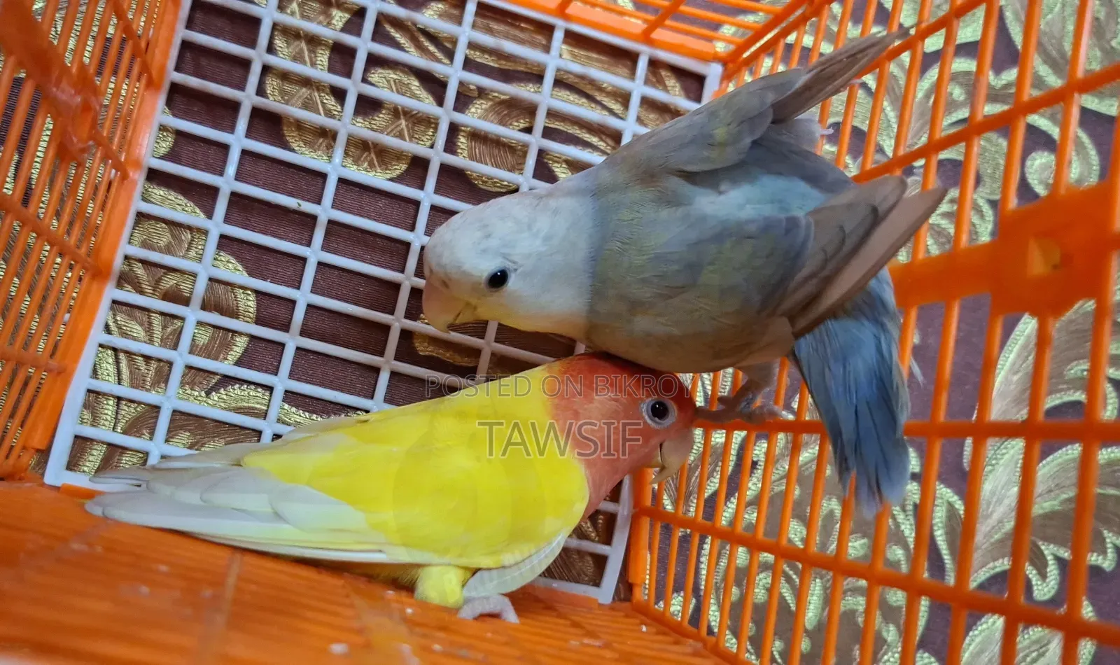 Tk's Birds Aviary