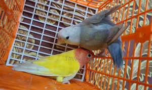 Tk's Birds Aviary